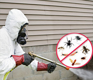 Pest Control in riyadh